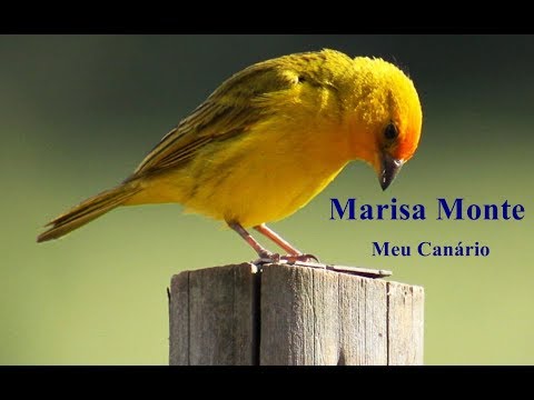 Meu canario - Marisa Monte