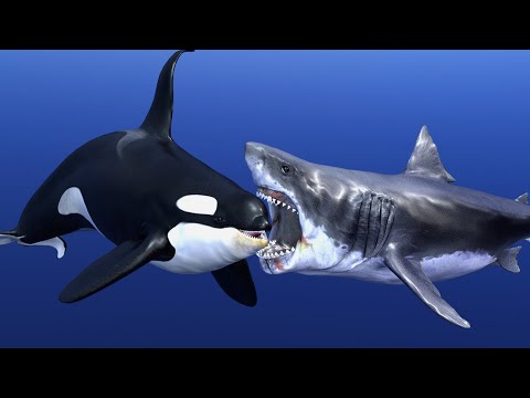 🐬 Orca vs Great White 🦈