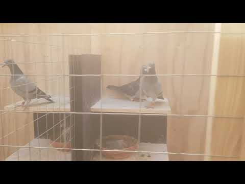 Bart Geerinckx - inside of new breeding loft