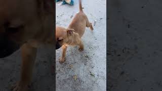 Video preview image #1 Boxer-Unknown Mix Puppy For Sale in San Diego, CA, USA