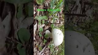 Discovering Mushrooms in the Ground | Fascinating Fungi and Their Growth