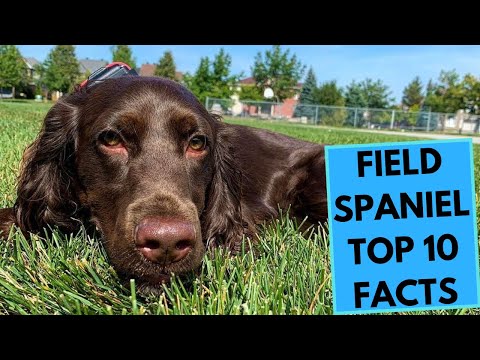 Field Spaniel - TOP 10 Interesting Facts