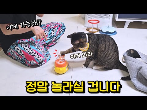 고양이 지능이 이렇게 높다고? 반박불가 판타지 속 고양이