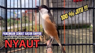 Download lagu cendet gacor BONGKAR EMOSI SUPER JITU,, PANCINGAN CENDET AGAR BUNYI bikin BURUNG PENTET GACOR NYAUT mp3 Download lagu cendet gacor BONGKAR EMOSI SUPER JITU,, PANCINGAN CENDET AGAR BUNYI bikin BURUNG PENTET GACOR NYAUT mp3