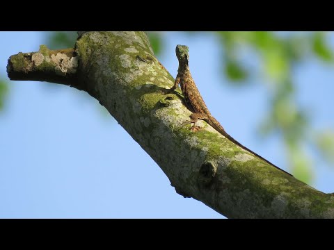 Male FLYING DRAGON (DRACO), Singapore