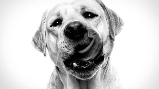 Royal Canin