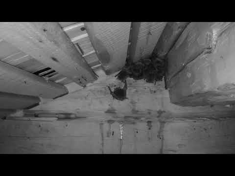 Strömsö Bat: En fladdermus urinerar