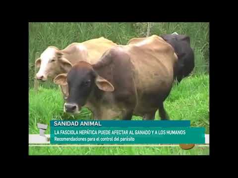 , title : 'La Fasciola Hepática puede afectar al ganado y a los humanos'
