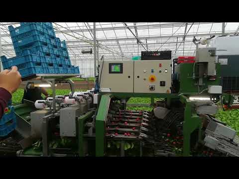 園芸 フード付きディセンター、オランダズボン