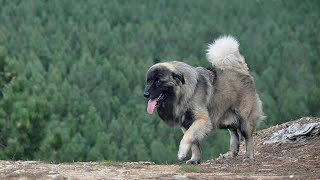 Download lagu DANGEROUS? THE GIANT ESTRELA MOUNTAIN DOGS mp3 Download lagu DANGEROUS? THE GIANT ESTRELA MOUNTAIN DOGS mp3