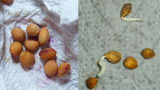 How to germinate cherry seeds without cold stratification