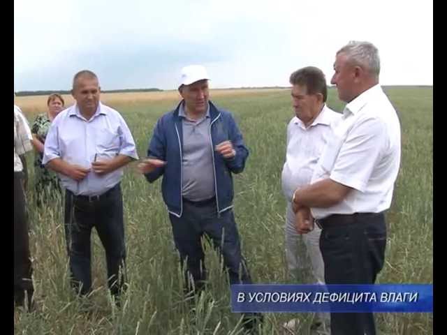 На старте жатвы. 
