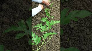 Download lagu Covering Soil Over Watermelons Makes Them Sweeter 🍉 mp3