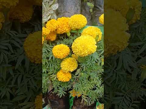 Bunga Krisan#plants #garden #green #nature #housplants #tanamahias #orchids #aroids #antorium