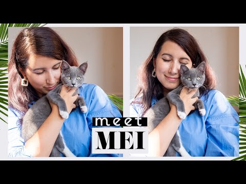 😽 Ho adottato un gatto a Londra! | Serena