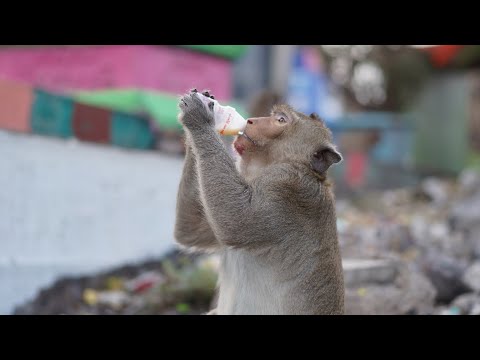 Uma cidade dominada por macacos!? Em Lopburi, Tailândia