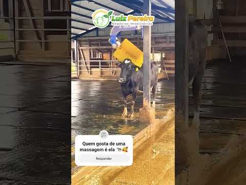 Essa massagem deve estar boa em #Boiadeiro #Boibravo#Agro#Touro#Nelore#Vidanaroça #rodeio#montaria