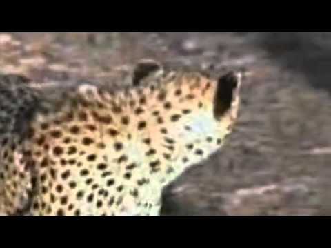 Cheetah Foot Race! (Wildboyz in South Africa)