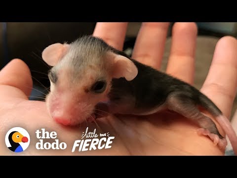 download lagu mp3 mp4 Baby Possum, download lagu Baby Possum gratis, unduh video klip Baby Possum