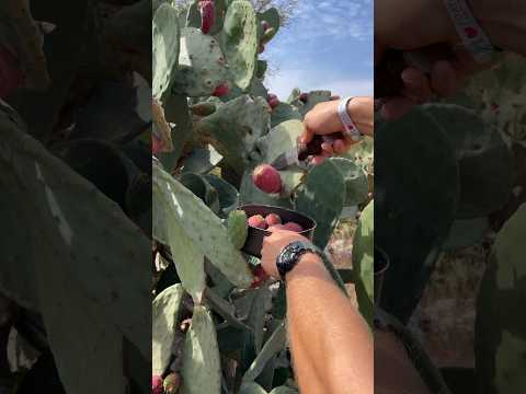 Unlocking nature's desert treat: How to prepare a cactus fruit 🌵🍉 #Tutorial. #cactusfruit #italy