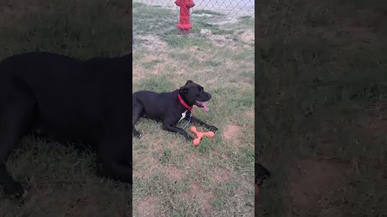 Graham, a Adoptable mixed breed in Hartsville, SC video 6/6