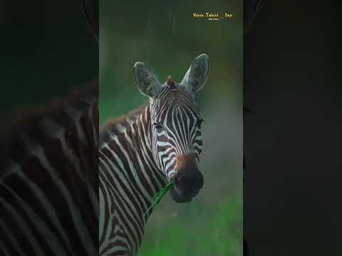 BERNARD CAMPBELL E-Learning Telugu On Animals