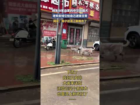 網友分享自家的中華田園犬，老媽安排它給自己送飯日常，網友：狗子還混上新雨衣了 #大熱門