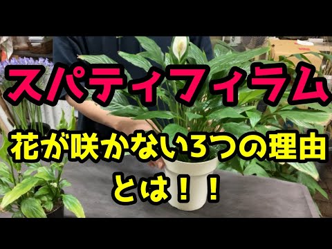 ブーゲンビリアが咲かないのはなぜですか お手入れ Farmer