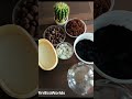 Stay Tuned For The Next Terrarium Creation Terrarium Nature