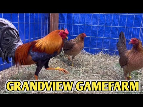 Perfect Yellow Leg Hatch - GRANDVIEW FARM - Best Farm