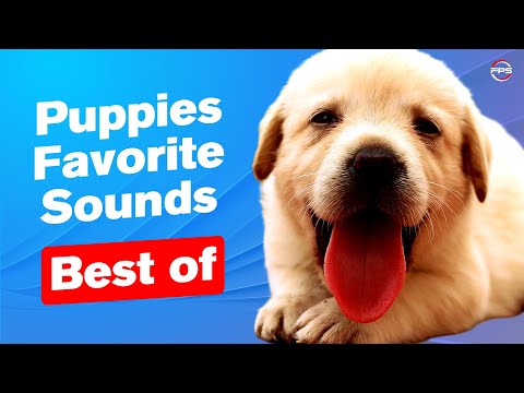 Best Puppies Favorite Sounds 🐶❤️