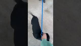 Video preview image #1 Chihuahua-Unknown Mix Puppy For Sale in Grafton, WI, USA