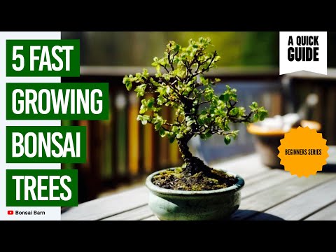 “5 Fast-Growing Bonsai Trees Every Beginner Should Try.”