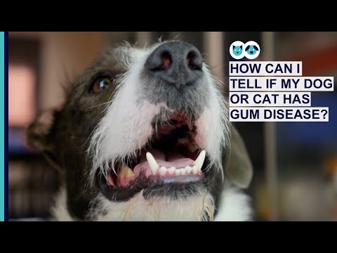How Can I Tell If My Dog or Cat Has Gum Disease?