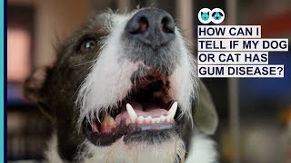 How Can I Tell If My Dog or Cat Has Gum Disease?