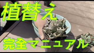 【植替え】一徹流アガベ植替え完全マニュアル　永久保存版