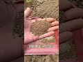 How To Grow Sesame Planting Techniques Satisfying Short