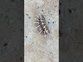 Roly-poly #shorts #animal #viralshorts