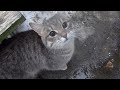 Kitty Says Something To Me But I Don T Understand Her