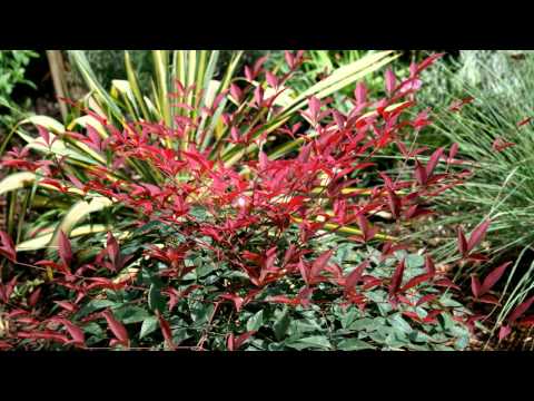 download lagu mp3 mp4 Nandina Domestica Flirt Murasaki, download lagu Nandina Domestica Flirt Murasaki gratis, unduh video klip Nandina Domestica Flirt Murasaki