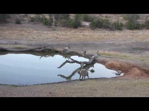 Djuma: Lone Hyena gets a short drink - 17:39 - 09/10/18