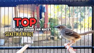 Download lagu CIBLEK GACOR NGEBREN variasi melimpah buat Pancingan Ciblek Semi bahan jadikan ciblek kristal gacor mp3