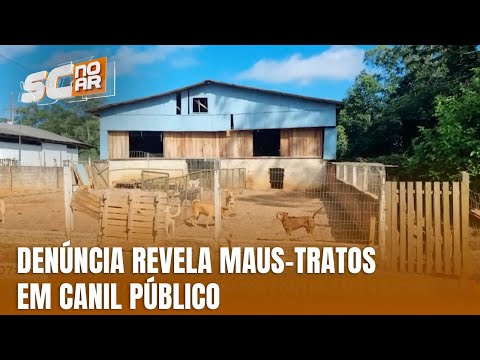ONG denuncia maus-tratos e casos de envenenamento de animais em Meleiro