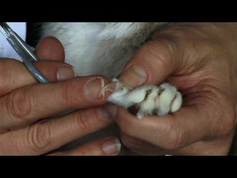 Video thumbnail: vet-led demonstration of how to clip a cat's claws