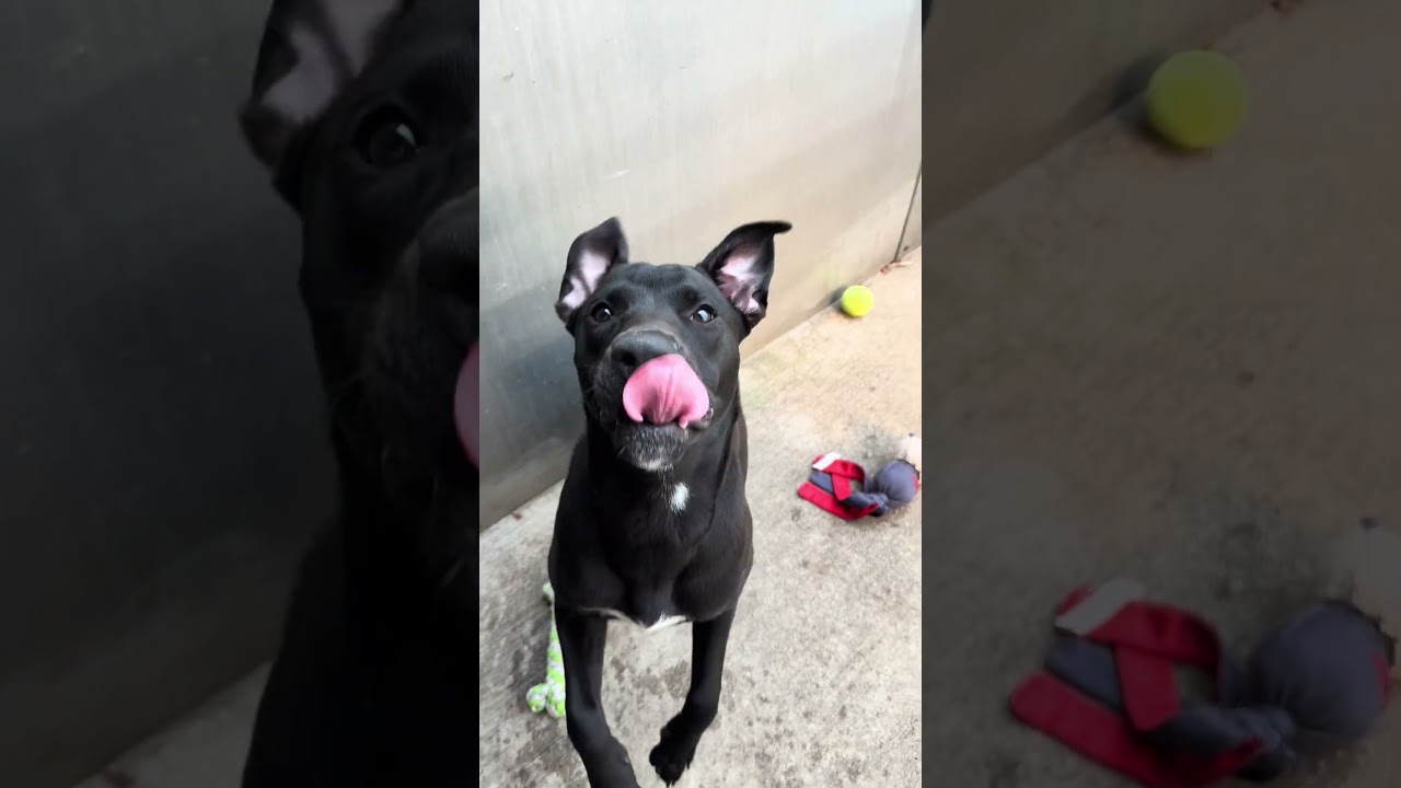 Enlarge Lalaria, a ADOPTABLE Pit Bull Terrier in Chicago, IL video 5/5