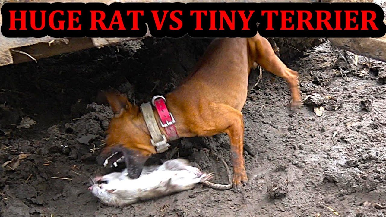 Final Day Ratting at the New Farm