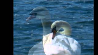 Easy Living - Clifford Brown