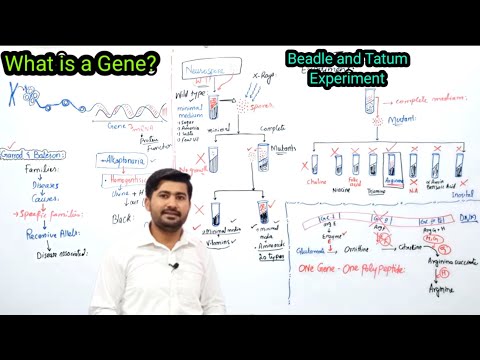 20.8 Beadle and Tatum experiment | one gene one polypeptide | Fsc 2nd year