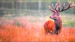 Christophe IMBS ELEKTRISCH "Monoceros"