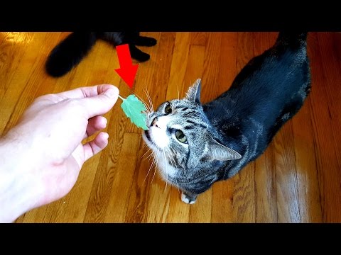 Cats React to FRESH Catnip!